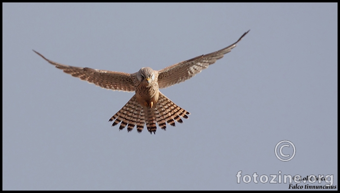 Vjetriša (Falco tinnunculus)