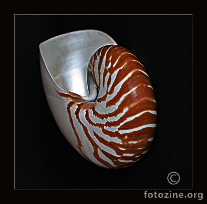 Nautilus pompilius