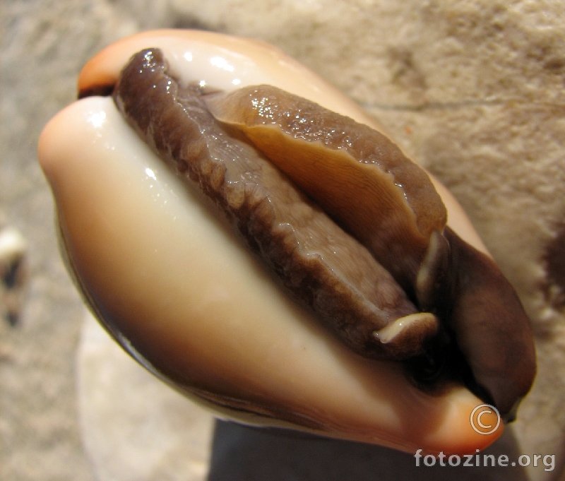 cyprea