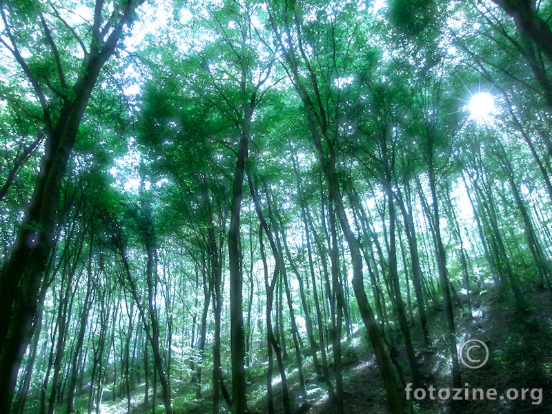 vilinska šuma