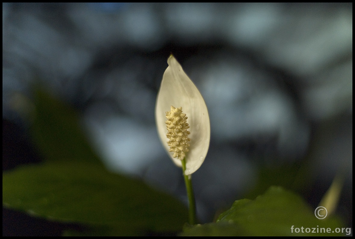 Spathiphyllum