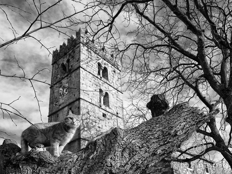 Cat at the Castle