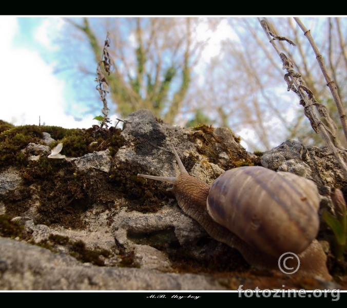 Hiking Snail