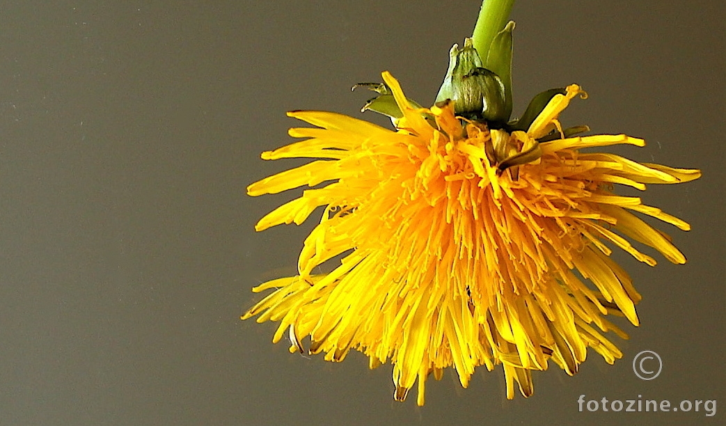 .... zuto proljece ....