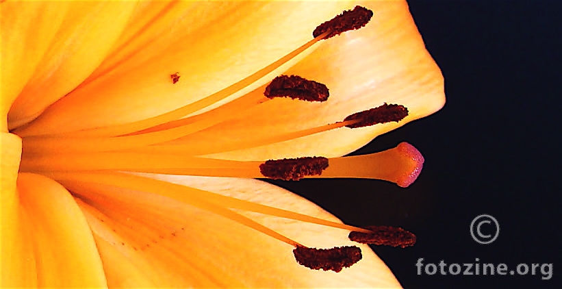 ... jutarnje svjetlo ....