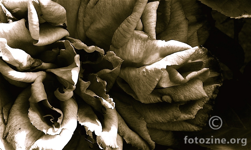 ... zadnja ruza ....