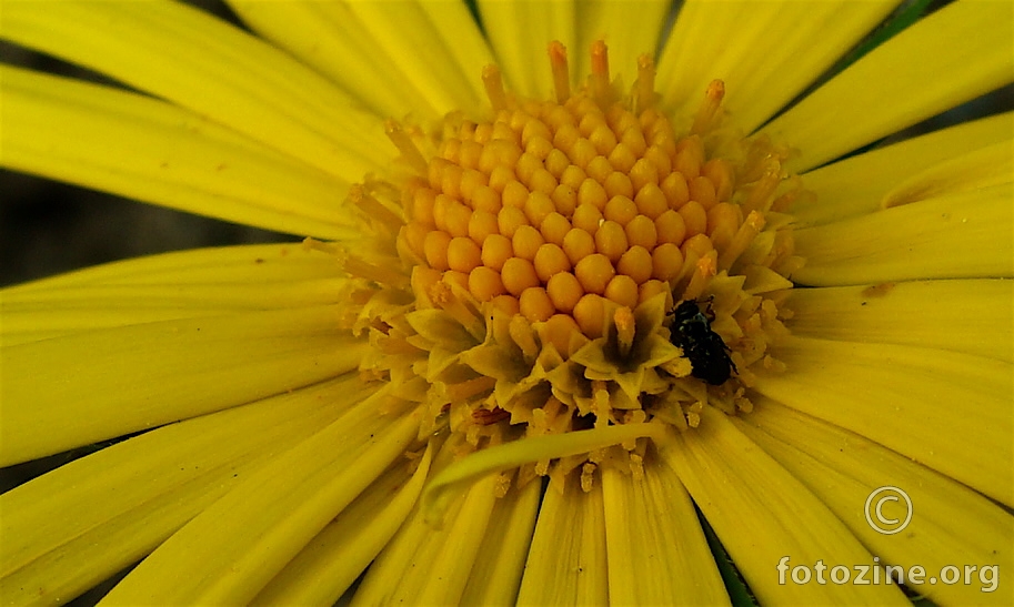 ... trazi hranu ....