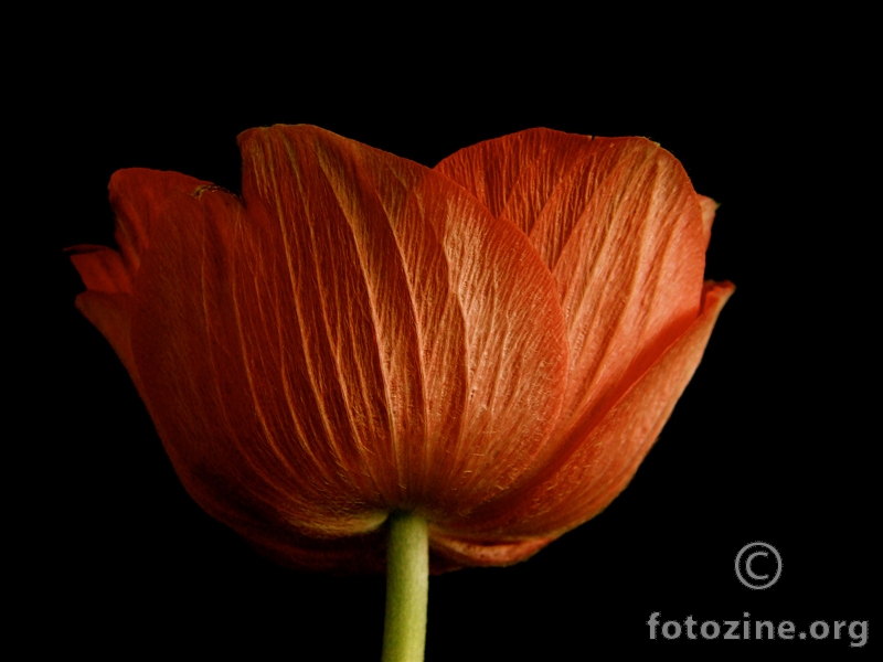 crvena anemona ledjno ...