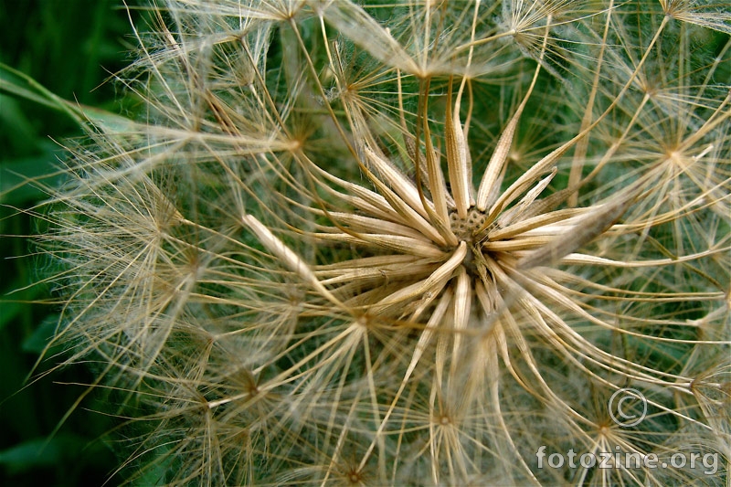 ... neki ostatci proljeca ....