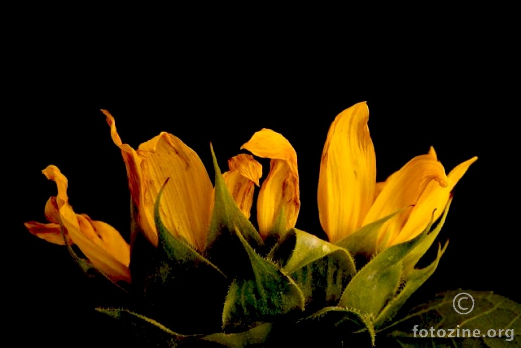 zadnje ljetno svjetlo