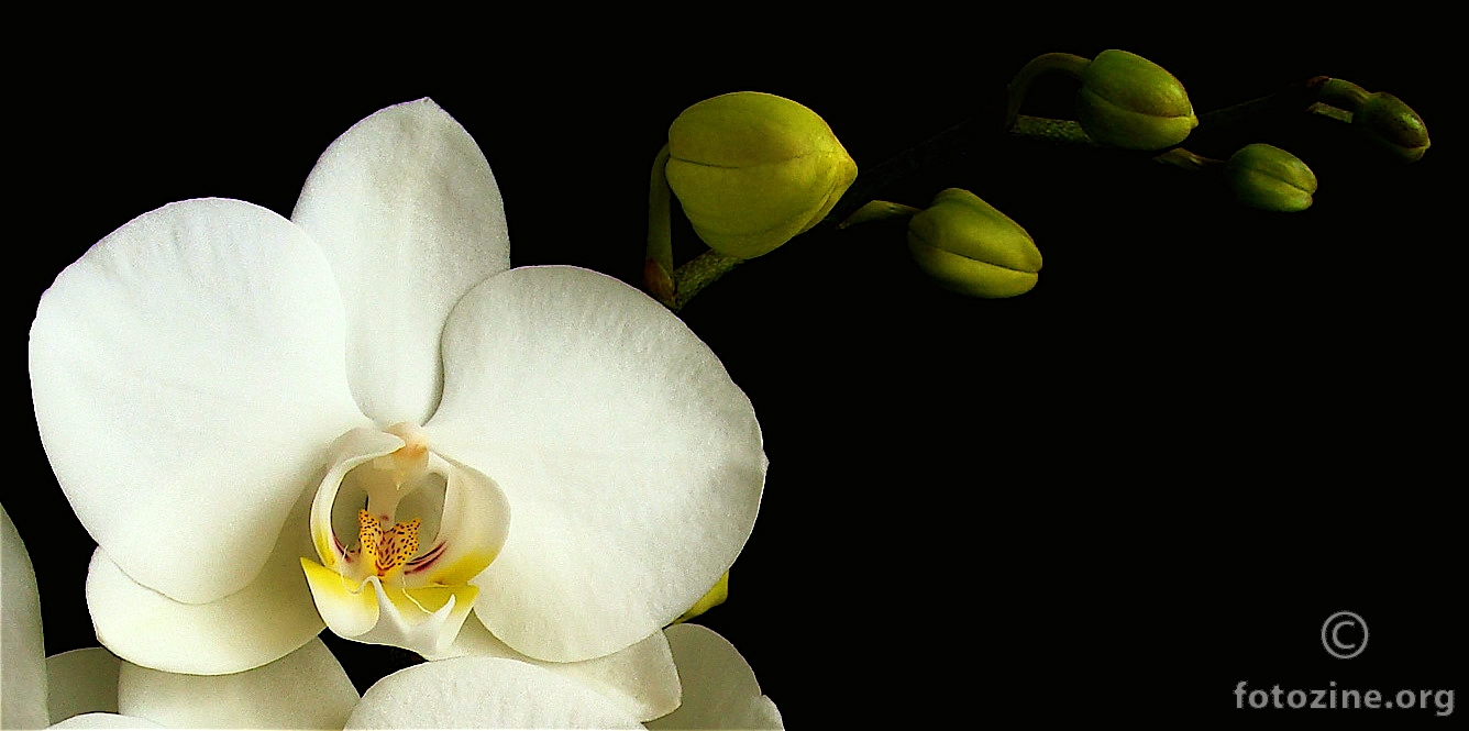 ... orhideja ...