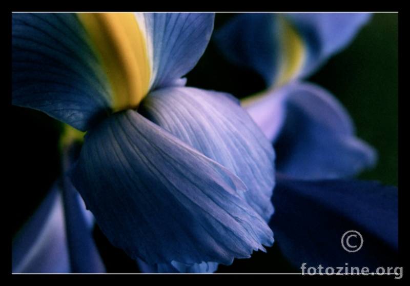 zimski iris 