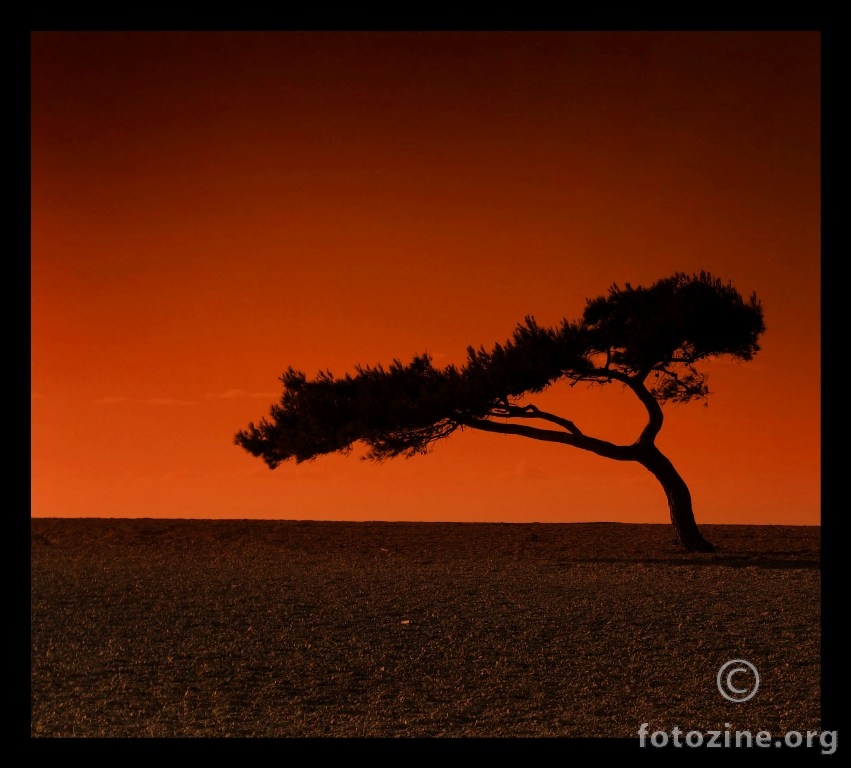 burning tree