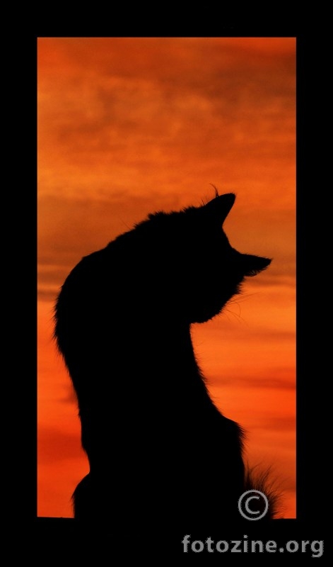 sunset cat