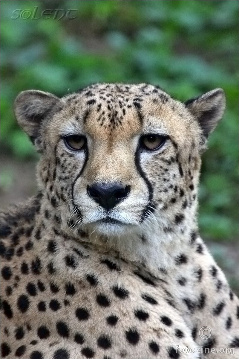 Gepard(ieu)