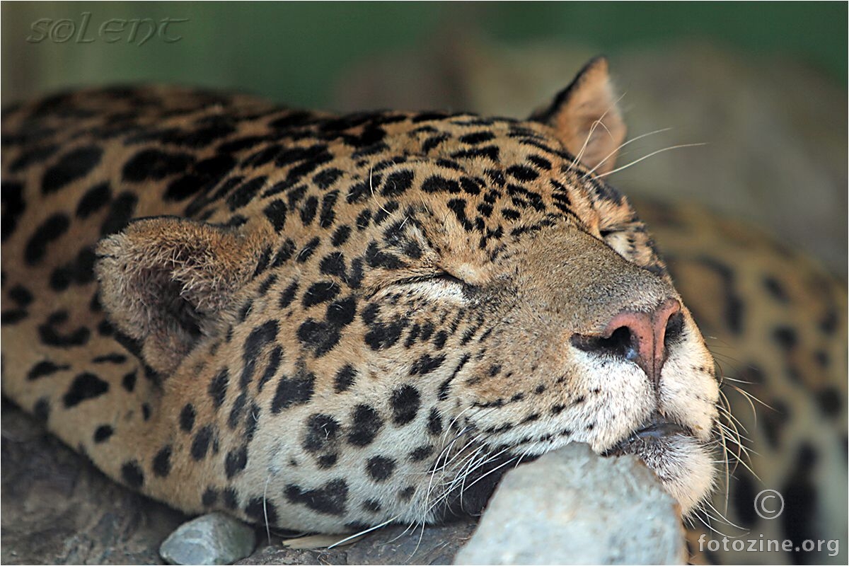 Jaguar, februar