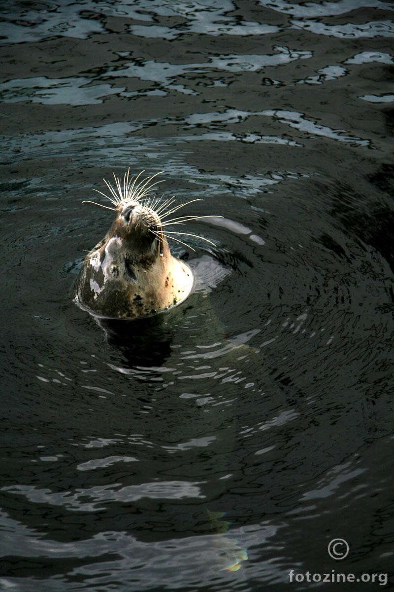 Seal (ali ne pjevač)