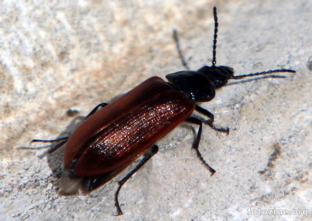 Coleoptera: Tenebrionidae: Alleculinae: Omophilini