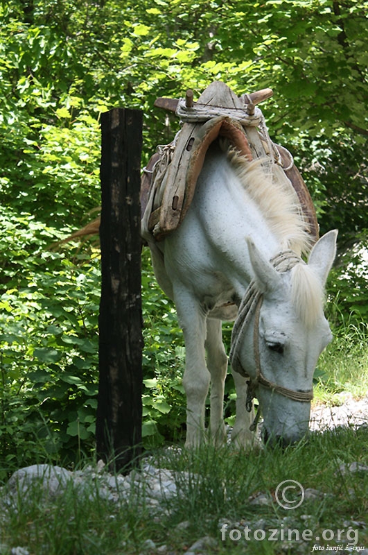 konjo