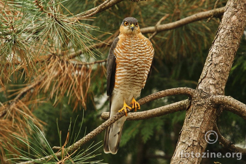 Dvorišni predator