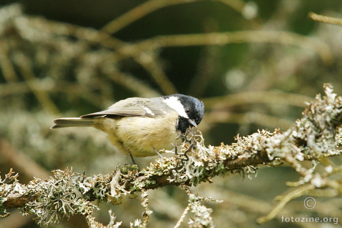 Jelova senica - Parus ater