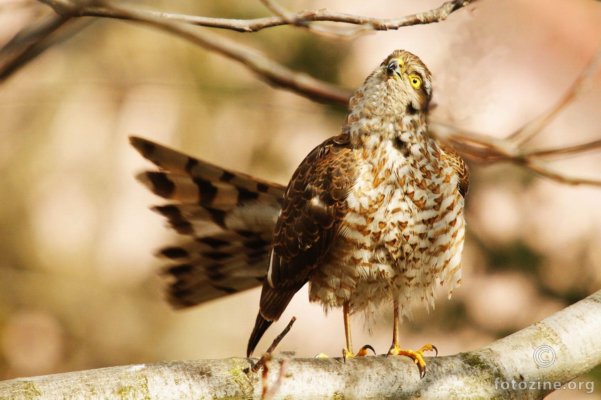 Kobac Eurasian sparrowhawk Accipiter nisus