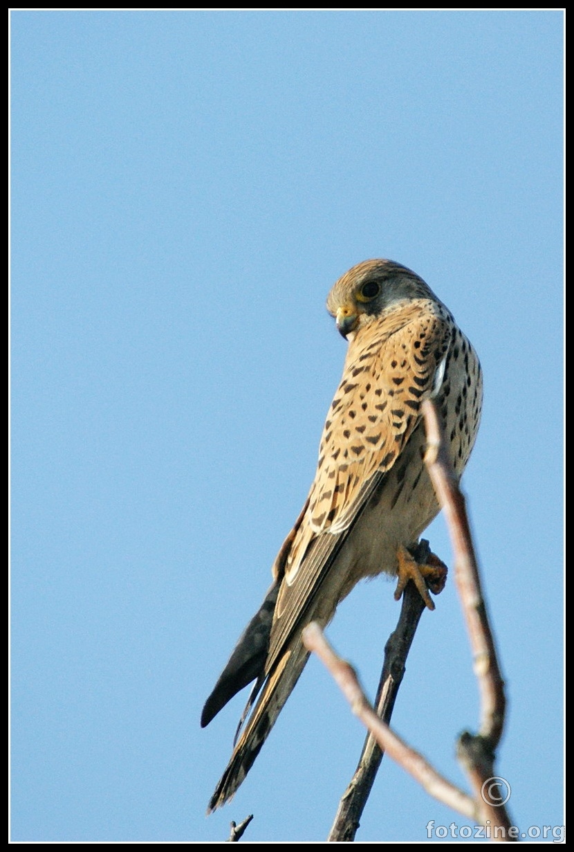 Vetruška Falco tinnunculus