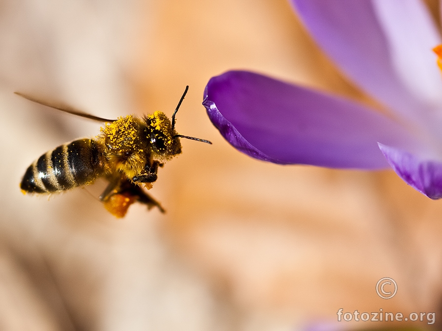 pčela i latica
