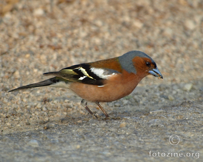 Fringilla coelebs