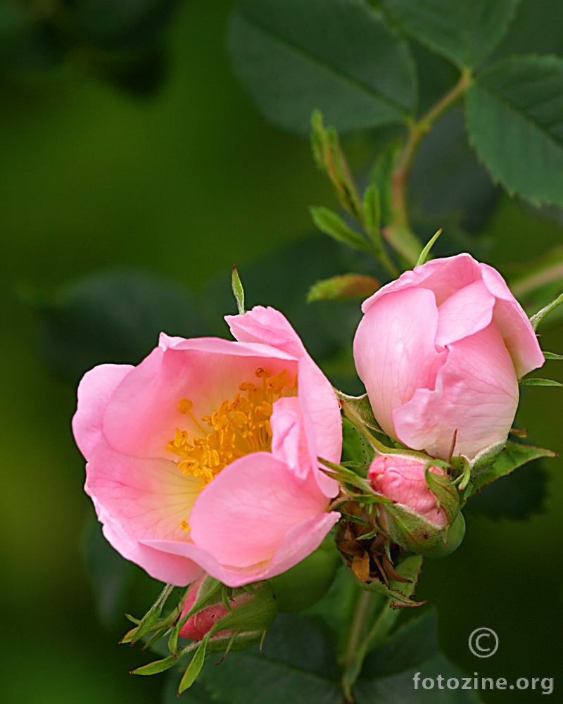 Wild Rose