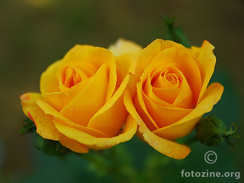 Žute ruže