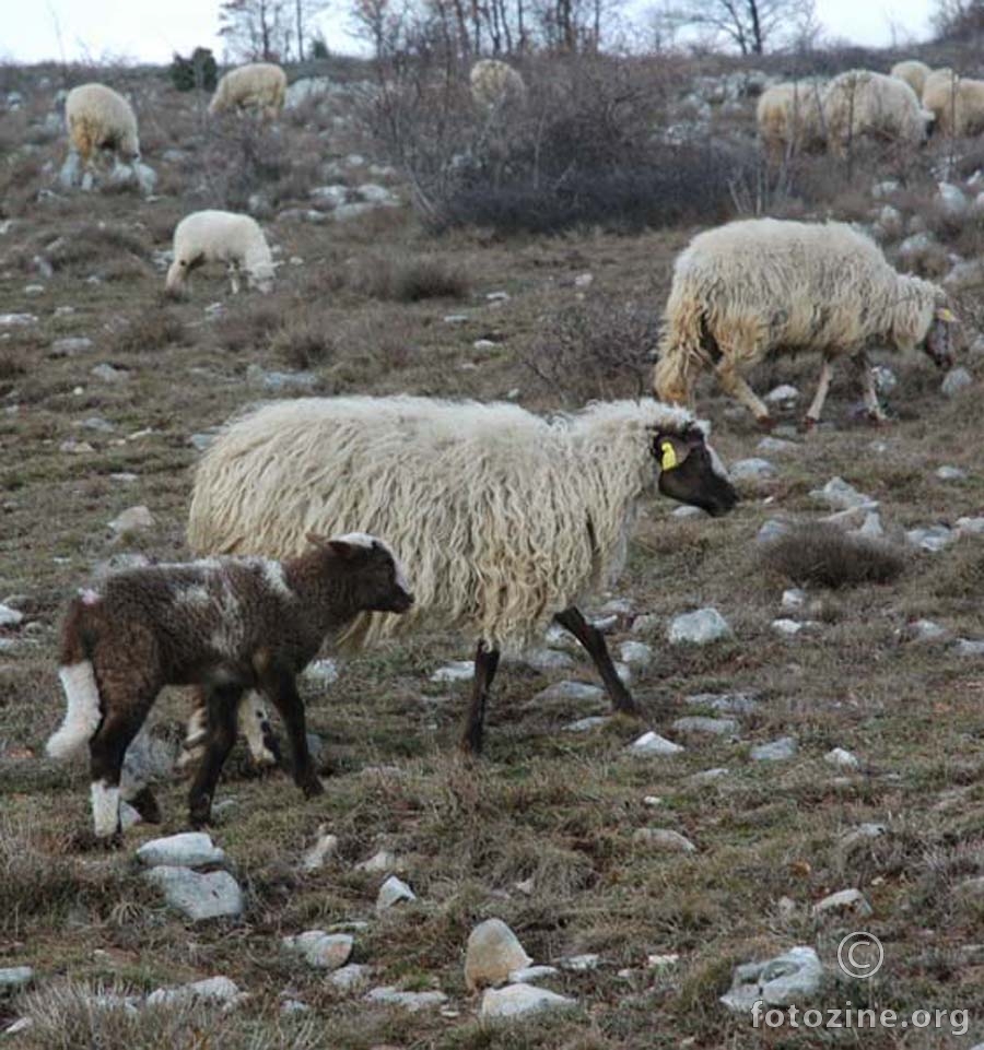ispaša