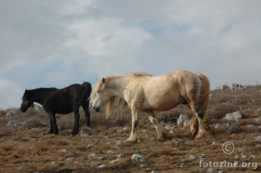 wild horses 2