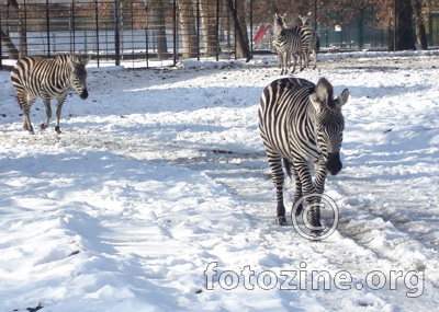 Zebre na snijegu