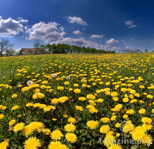 Maslačkovo polje