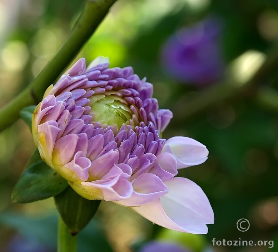 dalia