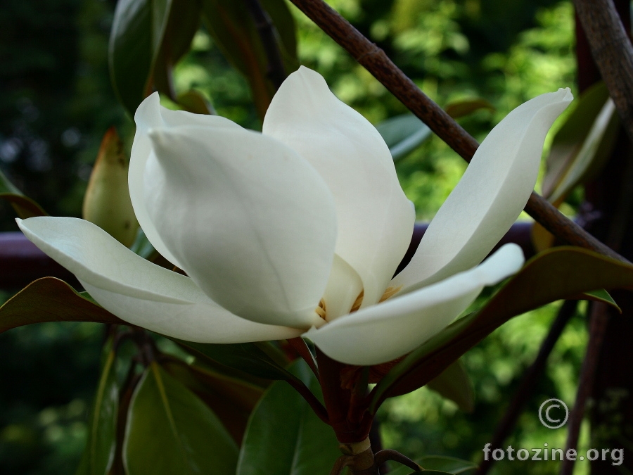 velecvjetna magnolija