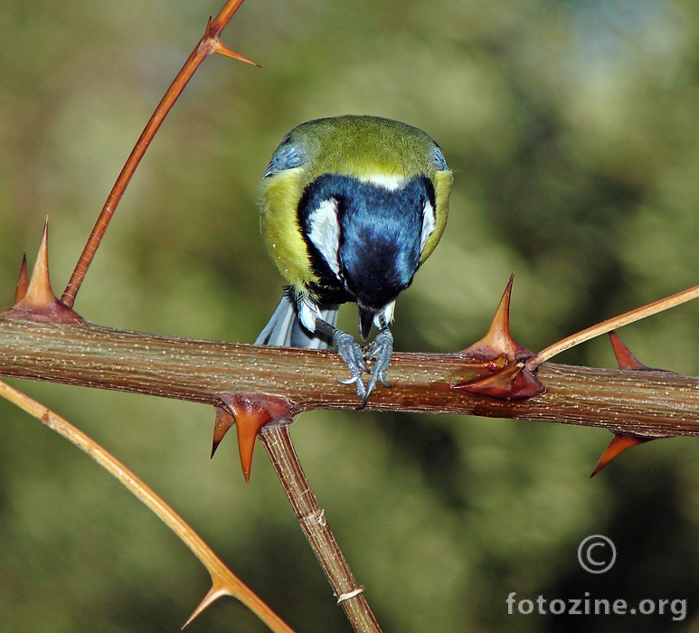 molitva (Parus major)