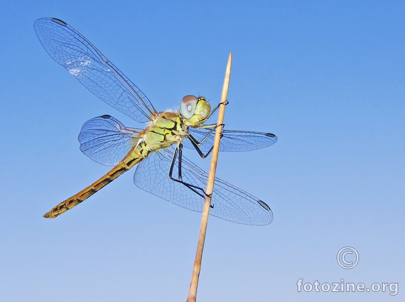 sympetrum fonscolombi