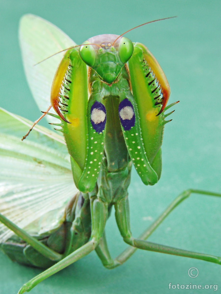 bogomoljka (mantis religiosa) u obrambenom stavu