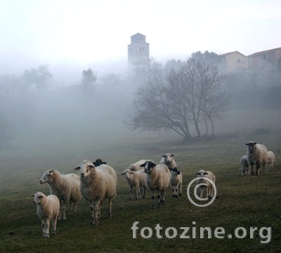 ovce u magli