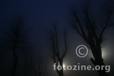 light fog tree