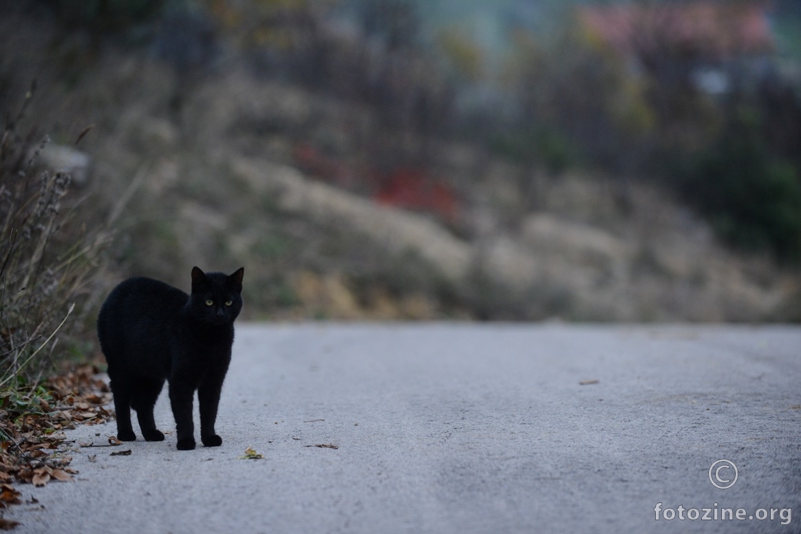 ide crna maca 