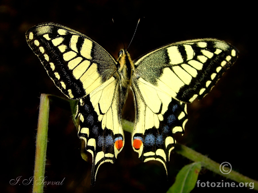 Lastin rep ( Papilio machaon)