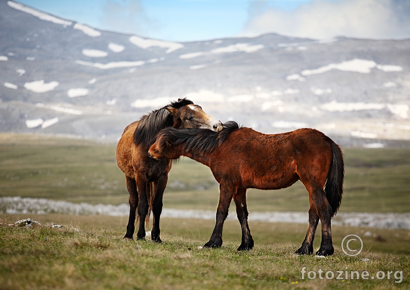 Divlji konji s Kruga-Livno