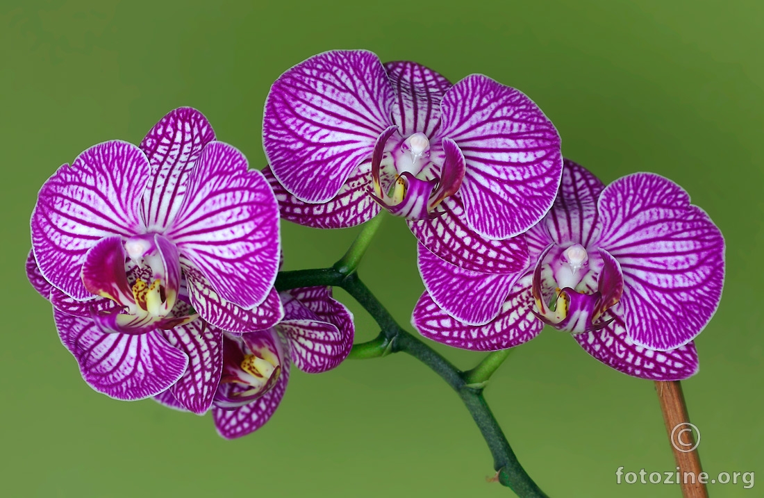 nova orhideja