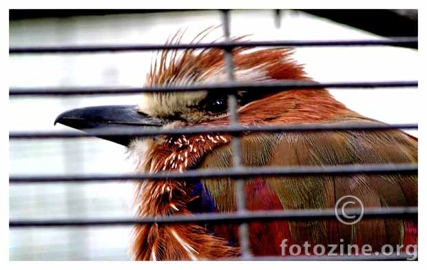 bird jail 