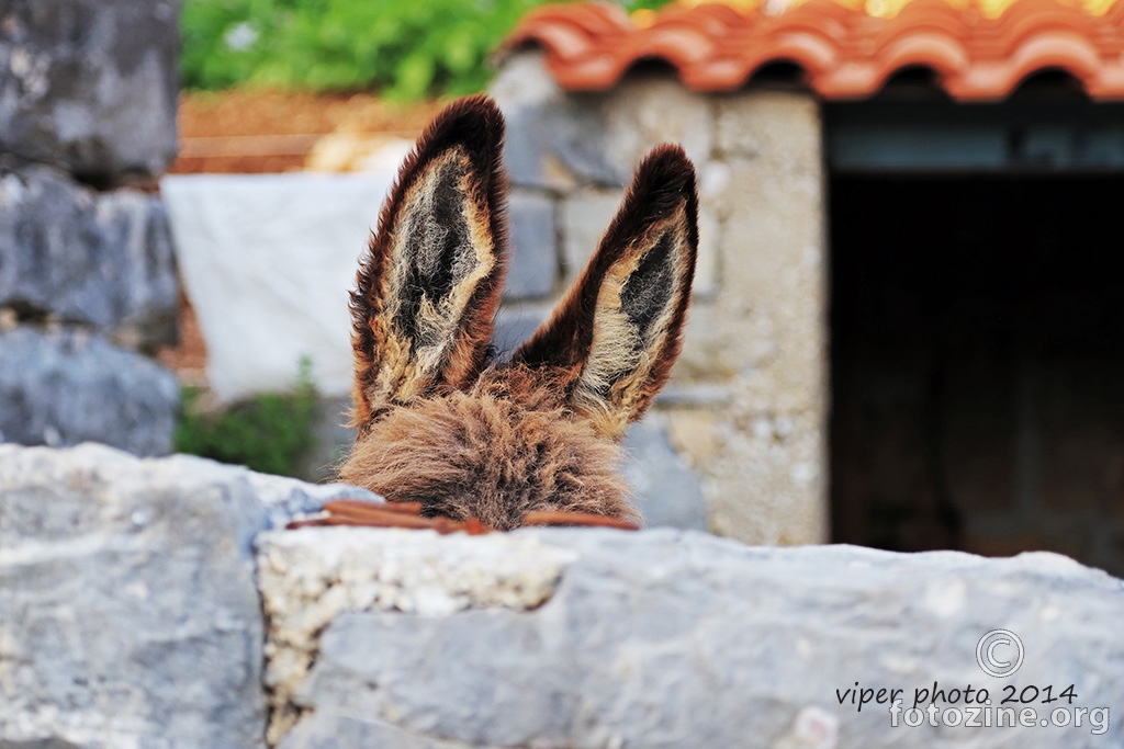 osluškivanje