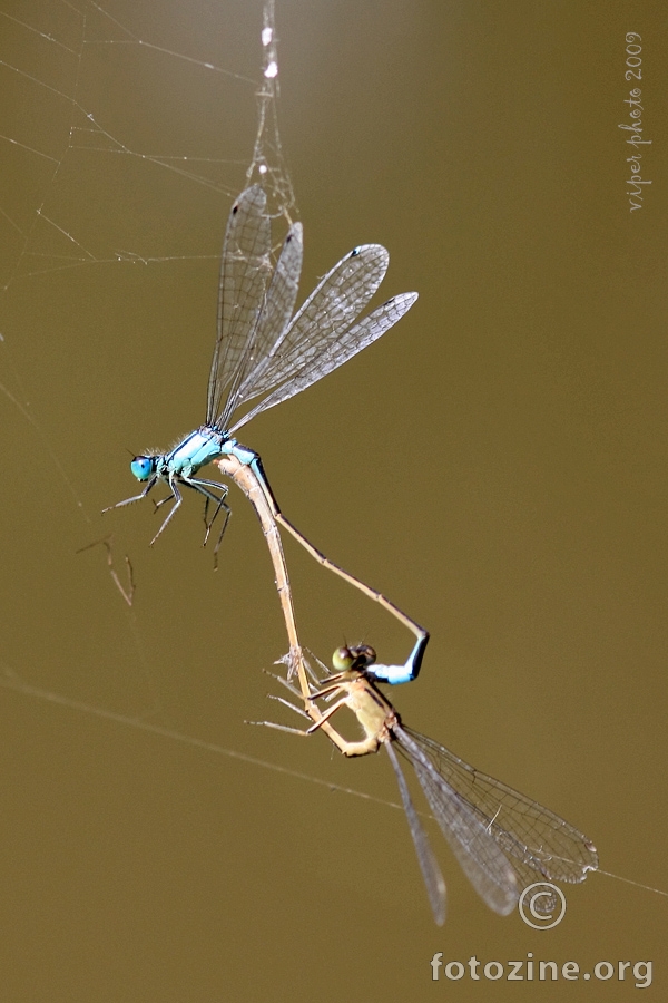dragonflies in love