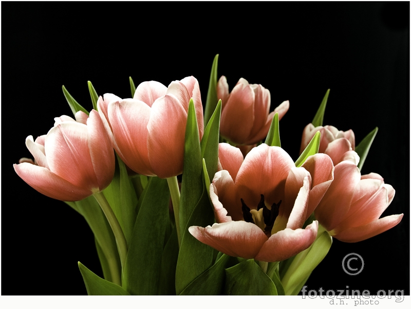 tulipani